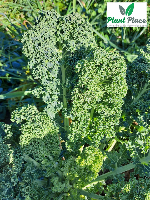 Jarmuż niski DWARF GREEN CURLED 5g (Brassica oleracea L. convar. acephala)