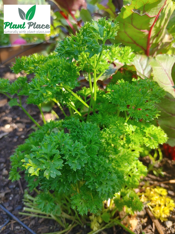Moss Curled 2 3g BIO Parsley (Petroselinum crispum)