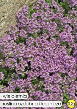 Pink Sand Thyme 0.2g (Thymus serpyllum)