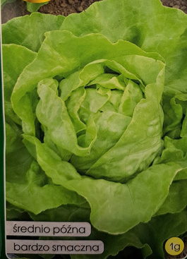 Butterhead lettuce DUMKA 1g (Lactuca sativa var.capitata)