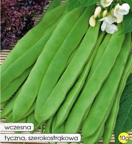 Fasola szparagowa zielona tyczna HILDS NECKARKONIGIN 10g (Phaseolus vulgaris)