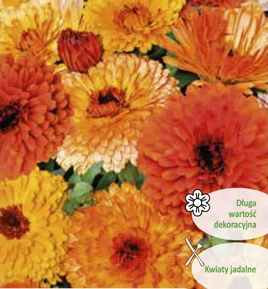 Calendula officinalis DEJA VU mix 2g (Marigold)