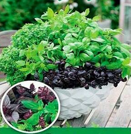 Sweet Basil Blend of Varieties 0.5g (Ocimum basilicum)