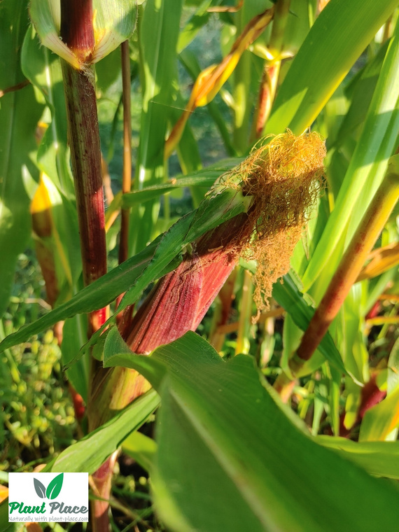 Sugar Corn RAMONDIA F1 10g (Zea mays)