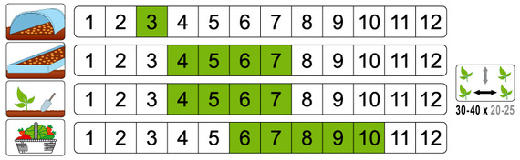 Butterhead lettuce ADINAL 1g (Lactuca sativa var.capitata)