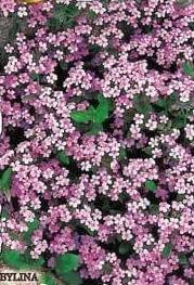 Pink soapwort 0.8g (Saponaria ocymoides)