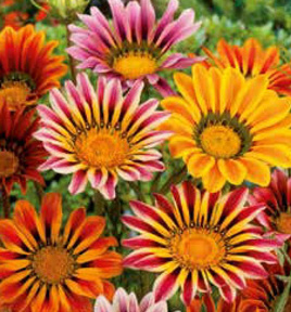 Shining Gazania Mix 0.3g (Gazania splendens)