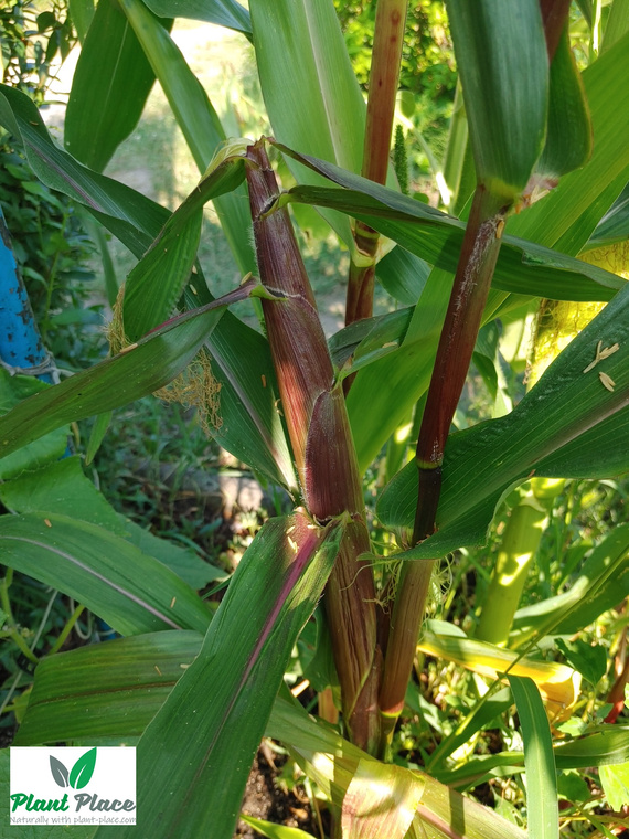 Kukurydza cukrowa RAMONDIA F1 10g (Zea mays)