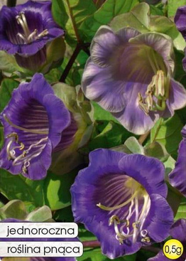 Blue Climbing Cobaea 0.5g (Cobaea scandens)