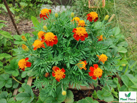 Orange Flame French Marigold 1g (Tagetes patula nana)