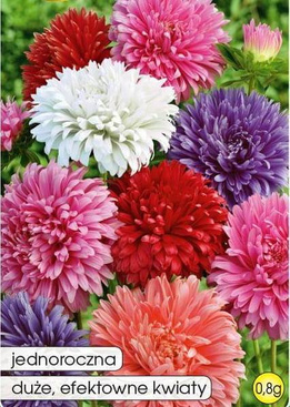 Chrysanthemum Aster Mixed Colors 0.8g (Callistephus chinensis fl. pl.)