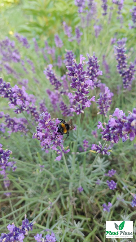 Medical lavender 0.2g (Lavandula officinalis)