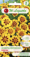 French marigold PASCAL 1g (Tagetes patula nana)