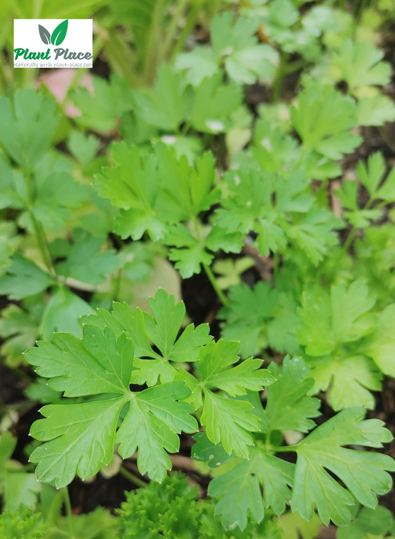 Pietruszka naciowa FESTIVAL 68-FESTIVAL PNE 5g (Petroselinum crispum convar. crispum)