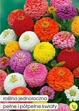 Dwarf Cupid Dahlia-flowered Zinnia Mix 1g (Zinnia elegans nana fi.pl.)