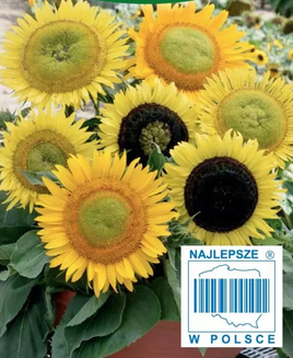 Medium-tall single sunflower AMOR 3g (Helianthus annuus)