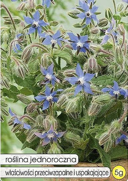 Borage 5g (Borago officinalis)