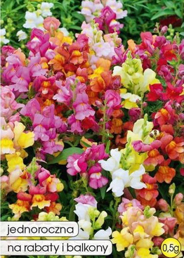 Lwia paszcza karłowa mix 0,5g (Antirrhinum pumilum)