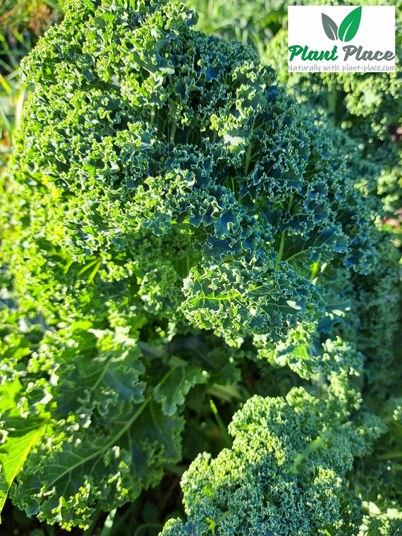 Jarmuż niski DWARF GREEN CURLED 5g (Brassica oleracea L. convar. acephala)