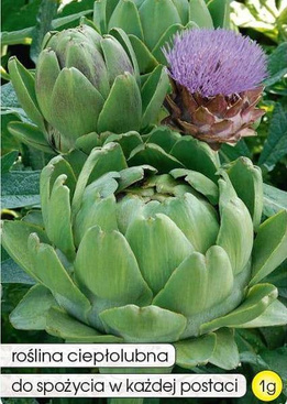 Common Artichoke VERT DE PROVENCE 1g (Cynara scolymus)