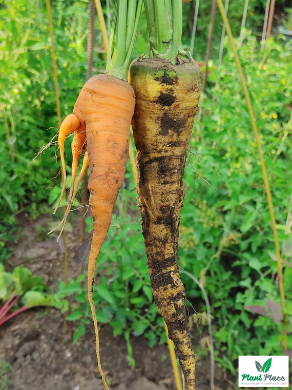 Edible Carrot Multicolor Mix 2g (Daucus carota)