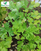 Curly parsley FESTIVAL 68-FESTIVAL PNE 5g (Petroselinum crispum convar. crispum)