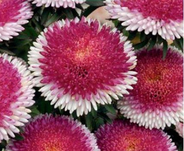 Chinese Aster LILIPUT HI-NO-MARU 0.3g (Callistephus chinensis)