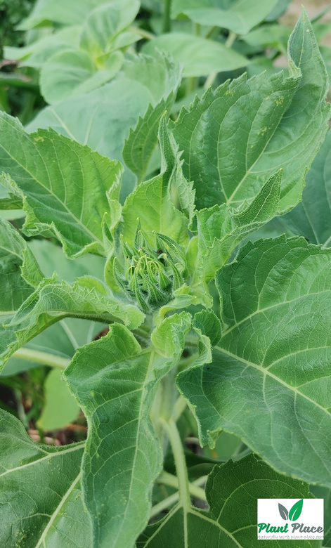 Edible garden sunflower 20g (Helianthus annuus)