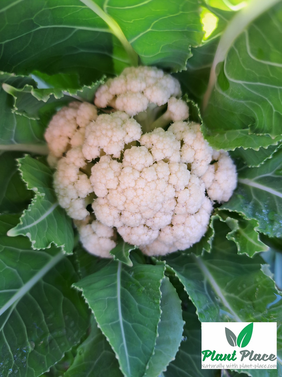 Kalafior BETA 1g (Brassica oleracea convar. botrytis)