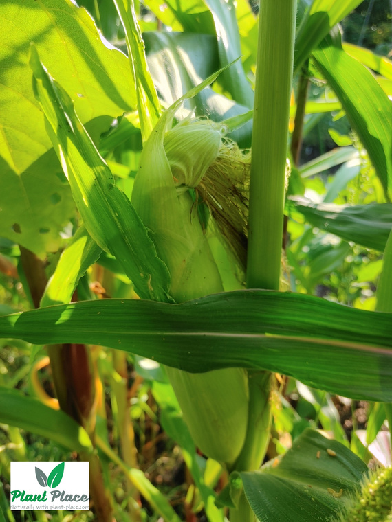 Kukurydza cukrowa MINIGOLD 5g (Zea mays var. saccharata)