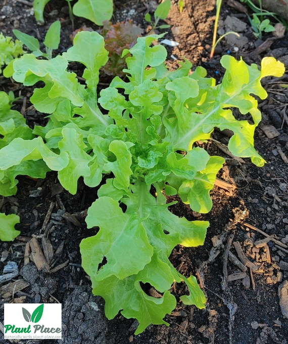 Leaf lettuce oakleaf SALAD BOWL 0.5g BIO (Lactuca sativa)