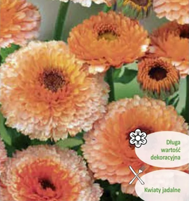 Calendula officinalis "Pink Surprise" 2g (Pot Marigold)