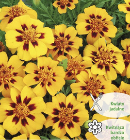 French marigold PASCAL 1g (Tagetes patula nana)