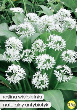 Bear garlic 0.5g (Allium ursinum)