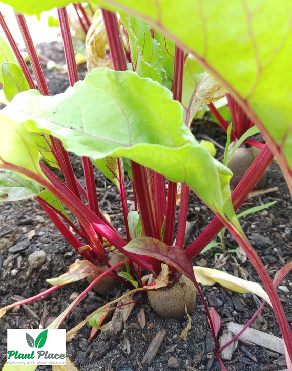 Opole Beetroot 20g (Beta vulgaris)