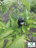 ZULU Pepper 0.5g (Capsicum annuum)