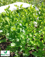 Seler korzeniowy MAKAR 1g (Apium graveolens)