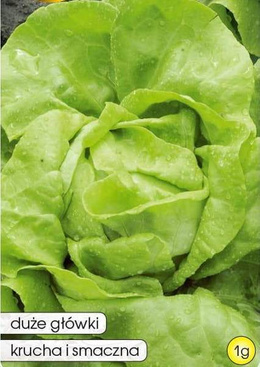 Butterhead lettuce QUEEN OF MAY - QUEEN OF MAY TOR 1g (Lactuca sativa var.capitata)