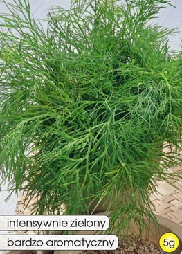 Garden dill OLIVER 5g (Anethum graveolens)