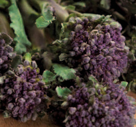 Broccoli EARLU PURPLE SPROUTING 1g (Brassica oleracea italica)