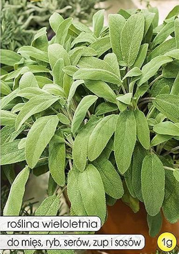 Szałwia lekarska 1g (Salvia officinalis)