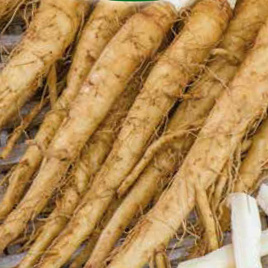 White salsify 2g (Tragopogon porrifolius)