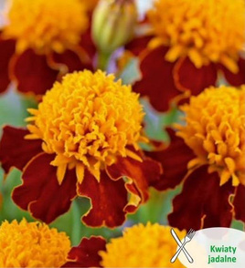 Aksamitka rozpierzchła ORANGE FLAME 1g (Tagetes patula nana)