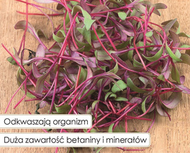 Red Leaf Beet Sprouting Seeds 10g