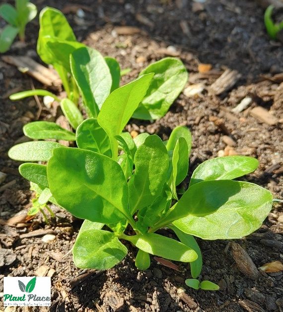 Leaf beet LUCULLUS 5g (Beta vulgaris sub. cicia)