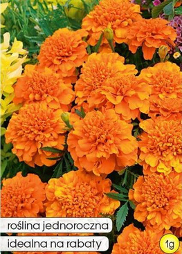 Aksamitka pełna niska PETITE ORANGE pomarańczowa 1g (Tagetes patula nana fl. pl.)