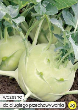 Kalarepa WENER WITTE 2g (Brassica oleracea var. gongylodes)