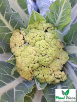 Kalafior VERDE DI MACERATA 0,2g (Brassica oleracea convar. botrytis)