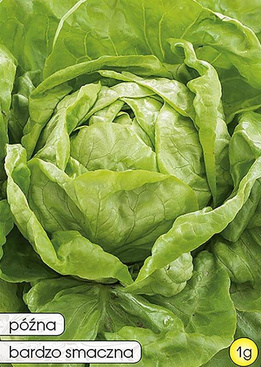 Butterhead lettuce DIPPEGO 1g (Lactuca sativa var.capitata)