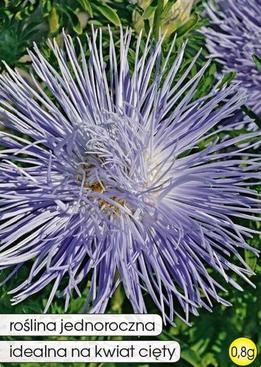 Blue Needle Aster 0.8g (Callistephus chinensis fl. pl.)